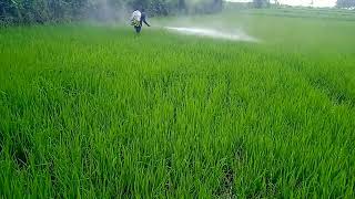 spraying insecticide to rice plants [upl. by Reizarf]