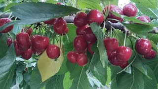 CHERRY FRUIT  Cherry  pakistan cherry [upl. by Arat]