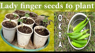 How to Grow Lady FingerBhindiOkra seed to Plant  Grow ladies fingers plant [upl. by Ennail]