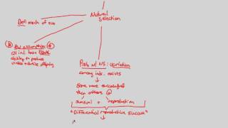 Microevolution  HW Conditions II  BIALIGYcom [upl. by Harleigh]