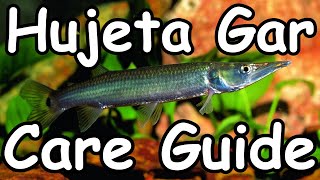 Hujeta Gar Care Guide  Ctenolucius hujeta [upl. by Verla]