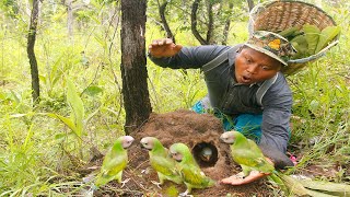 Parrot lays eggs in the first hole the man seesfunny birds comedy [upl. by Chad]