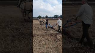 Ploughing with Horses at Collingham Ploughing Match  Saturday 16th September 2023 [upl. by Notna]