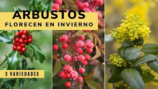 3 arbustos que florecen en invierno  Bricomanía  Jardinatis [upl. by Menis]