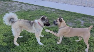 Pixie Plays at West Jordan Dog Park on August 30 2024  Caucasian Ovcharka Dog  Caucasian Shepherd [upl. by Alekahs133]