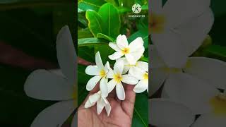 YouTube short video gardening with Kausar very beautiful song Baghban movie song [upl. by Sheldon]