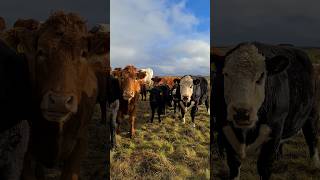 Chewing the cud youtubeshorts shorts cow cows cattle sanday orkney scotland uk rainbow [upl. by Hendel432]