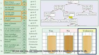 Identification of unknown bacteria using dichotomous keyPart 1 [upl. by Zulaledairam]