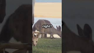 Mind Blowing Facts Kangaroo shorts animals funfacts informative [upl. by Eetnwahs682]