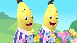 Bananas Go Flower Picking  Bananas in Pyjamas Season 1  Full Episodes  Bananas In Pyjamas [upl. by Schurman]