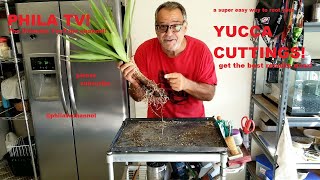 YUCCA CUTTINGS PROPAGATING AND ROOTING WITH GREAT SUCCESS IN JUST 10 WEEKS ON PHILA TV [upl. by Leanna]