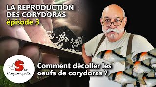 Comment décoller des œufs de corydoras  La reproduction des corydoras  épisode 3 avec Jean Michel [upl. by Urias544]