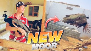 MOORO KA LIYA MOORNI LA AYA 🦚😍unfrezzmyaccount petsvloging babyanimal dailyvlogs [upl. by Nnyltak]