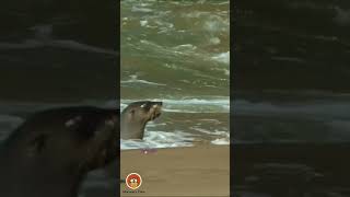 Adorable Seal Pup Exploring the Waves  Discovery Time [upl. by Ricoriki]