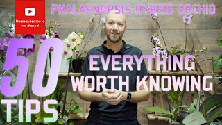 50 tips Phalaenopsis hybrid orchid Everything worth knowing [upl. by Eittap586]