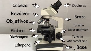 El microscopio y sus partes Explicación de cómo funciona BiologíayEcología clasesdebiología [upl. by Dickman258]