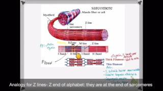 OCR A LEVEL BIOLOGY  UNIT 55 PART 3  MUSCLES [upl. by Autrey]