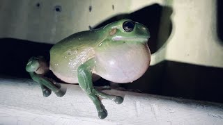 Australian Green Tree Frog Call Wild Very Loud Croaking Sound [upl. by Yblok]