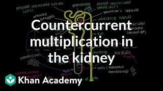 Countercurrent multiplication in the kidney  Renal system physiology  NCLEXRN  Khan Academy [upl. by Juster851]