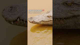 CROCODILES amp Relaxing Blues Music [upl. by Ecnadnac199]