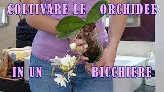 come coltivare le orchidee in vaso di vetro senza fori  DevaNatura [upl. by Luna]