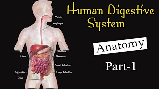 Anatomy of human digestive system I Digestive system I Digestive system class 11 [upl. by Odlanra486]