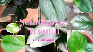 7 SCINDAPSUS TREUBII Collection  Indonesian Native Scindapsus treubii 7 Scindapsus Asli Indonesia [upl. by Adnav]