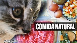 COMIDA CASERA PARA GATOS ★ PetDarling Recetas 1 [upl. by Geaghan]