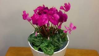 시클라멘 키우기 How to care for your Cyclamen [upl. by Lenaj]