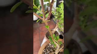 Un simple tip pero infalible para tus TERESITAS plantas teresitas tipsdeplantas jardineria [upl. by Hallie]