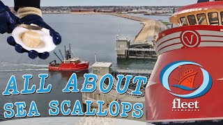 SeaTube quotAll About Scallopsquot  OceansFleet Fisheries  An Informative Series [upl. by Marnie]