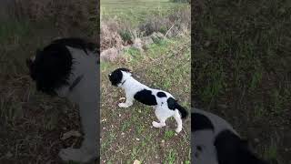 Springer Spaniel Puppy prime uscite [upl. by Finnegan]