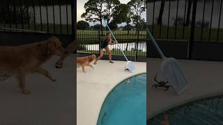 Big CRAB in Pool Watch out Finley 🦀😆😳 crabs landcrab kellyyoung shorts [upl. by Robb57]