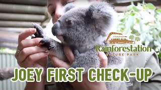 Koala Joey First Checkup  Rainforestation Nature Park  Kuranda  Queensland [upl. by Erie710]