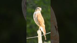 Gaviãocarijó  Rupornis magnirostris 🙂 faunabrasileira birds wildlife passaros avesbrasil [upl. by Rudolf]