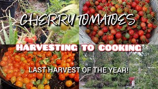 CHERRY TOMATOESHARVESTING TO COOKINGLAST HARVEST OF THE YEAR cherrytomatoes nassaubahamas [upl. by Ellesirg]