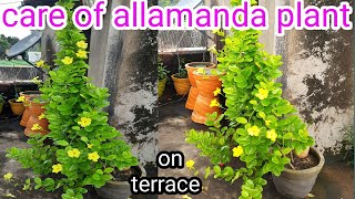 how to grow and care of allamanda vine plant  care of golden trumpet vine [upl. by Aronson137]