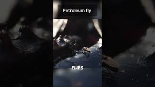 Petroleum FlyđźŻđźŻ [upl. by Retsub]