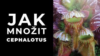 Jak množit cephalotus [upl. by Odnumyar]