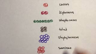 Microbiology  Arrangement Of Cocci Bacteria [upl. by Liatrice]