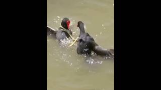 common moorhen sound common moorhen bird common moorhen bird hunting call common moorhen baby [upl. by Qooraf]