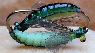 Caddis PupaFly Tying Caddis Pupa [upl. by Marron]