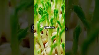 Arugula FastGrowing Salad Green 🥗🌿arugula fallgardening saladgreens [upl. by Siraf]