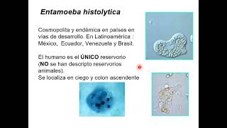 6 2 Protozoos intestinales y de cavidades [upl. by Edmead833]