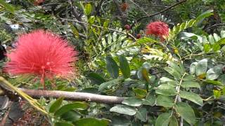 CALIANDRA ROSA Calliandra haematocephala wwwriomoroscom [upl. by Burty81]