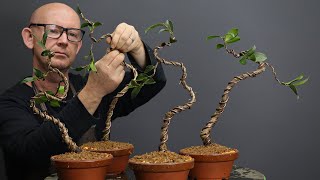 Making literati style Camellia bonsai [upl. by Aisel786]