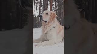 5 Facts About Golden Retrievers and 1 Secret [upl. by Otecina]