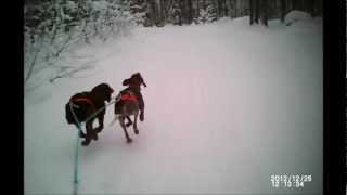 skijoring with 2 dogs in sweden [upl. by Etteniuqna776]