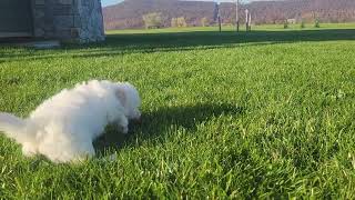 Cute Bichon Puppies Playing [upl. by Rutherfurd]