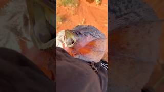 Frill neck lizard in Australia lizard wildlife australia [upl. by Amiel208]